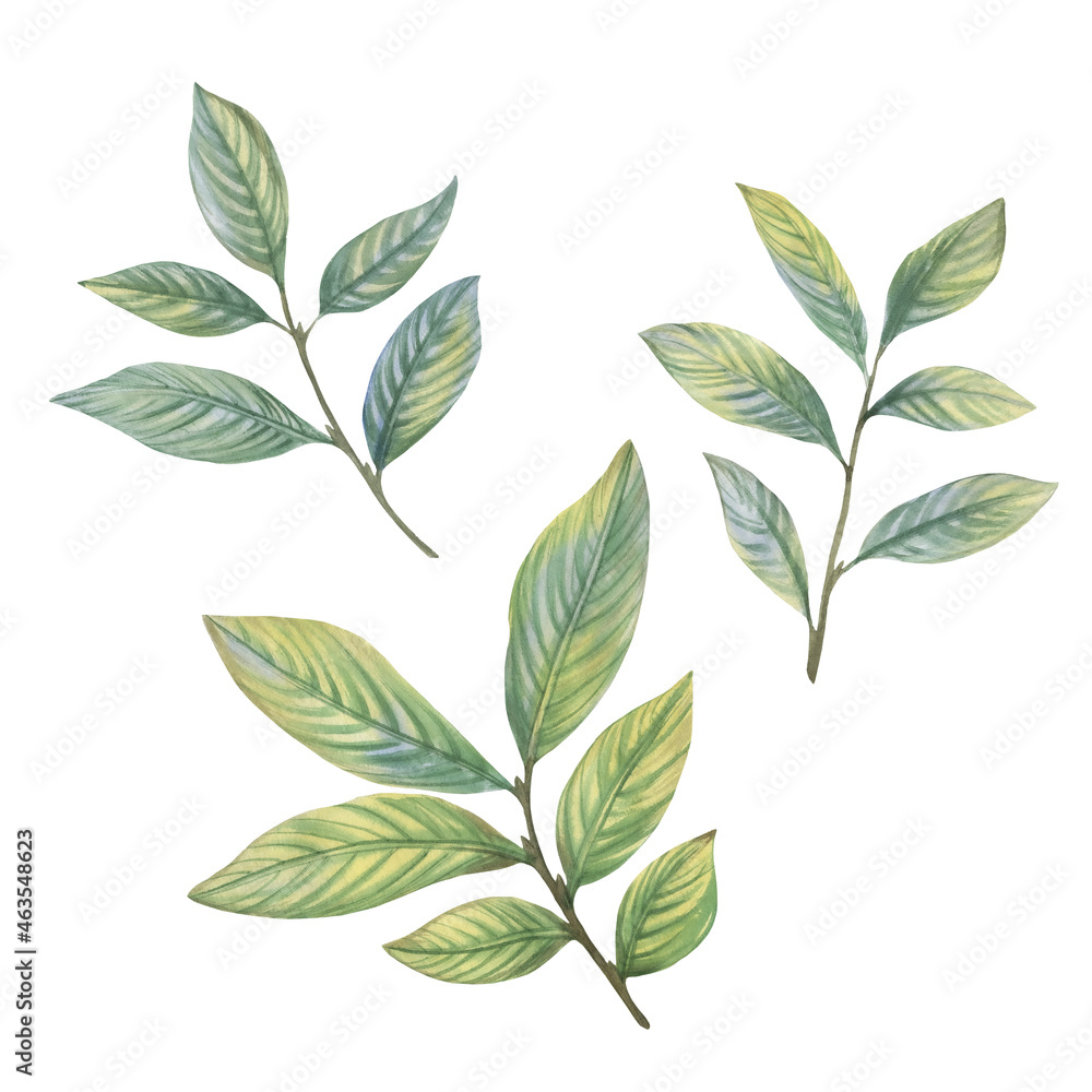 Set of watercolor green leaves. Leaves on a branch for design, cards, wallpaper, print