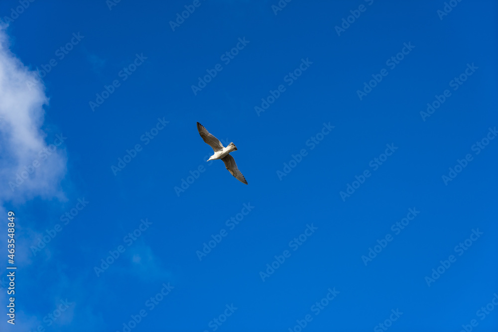 Obraz premium birds in flight