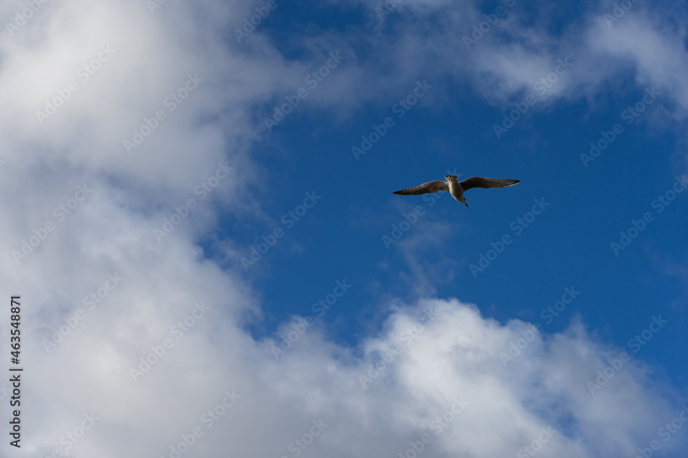 Fototapeta premium Seagull near sea nature