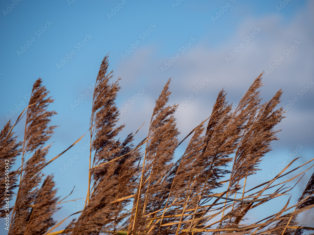 Obraz premium grass and sky