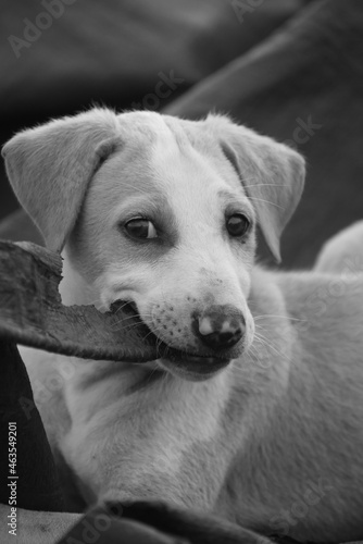 portrait of a puppy