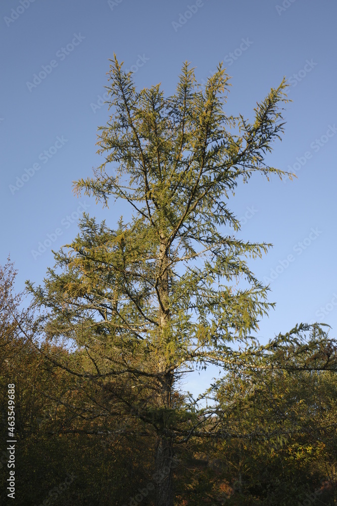 Young tree in the countryside Young tree in the countryside