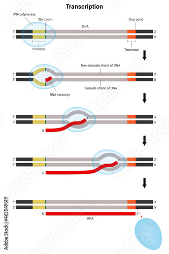 Transcription. DNA directed synthesis of RNA. Stage of transcription.