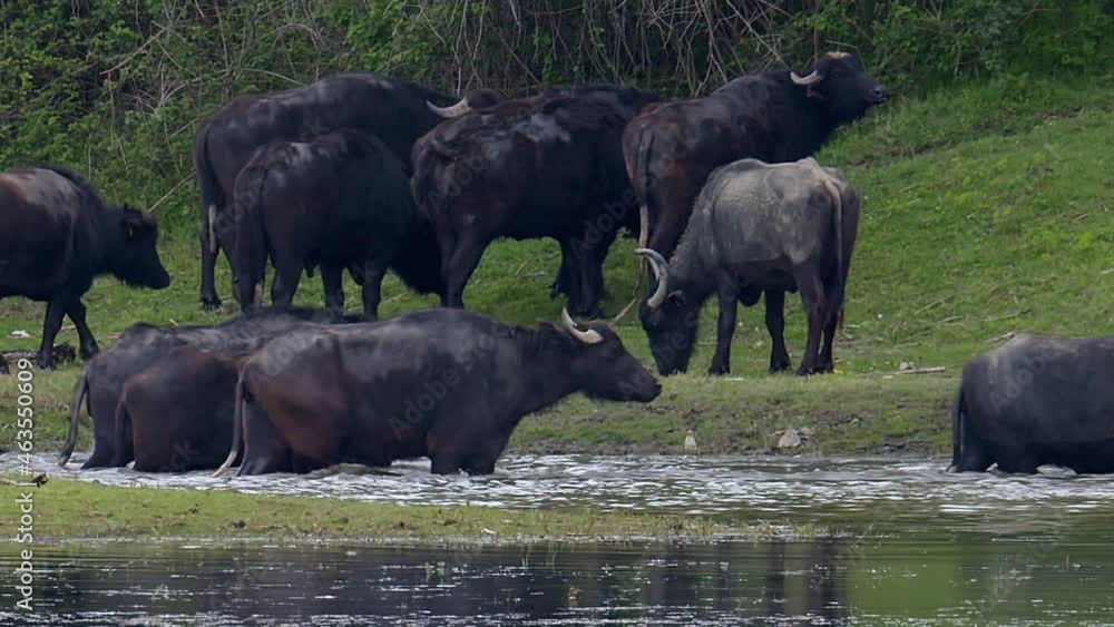 A herd of water buffalo crossing a river in the Lake Kerkini wetland in Northern Greece A herd of water buffalo crossing a river in the Lake Kerkini wetland in Northern Greece