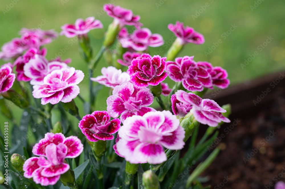 pink and white tulips pink and white tulips