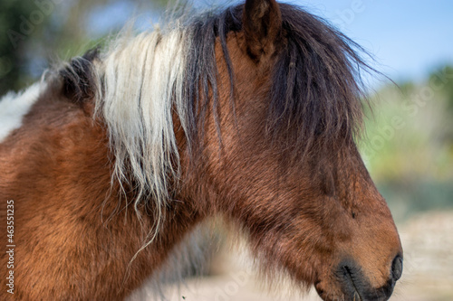 close-up of a brown pony