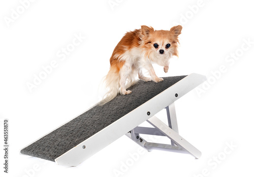 access ramp for dog photo