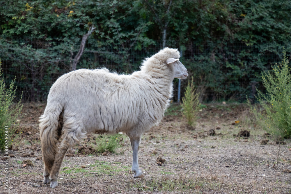 Female sheep