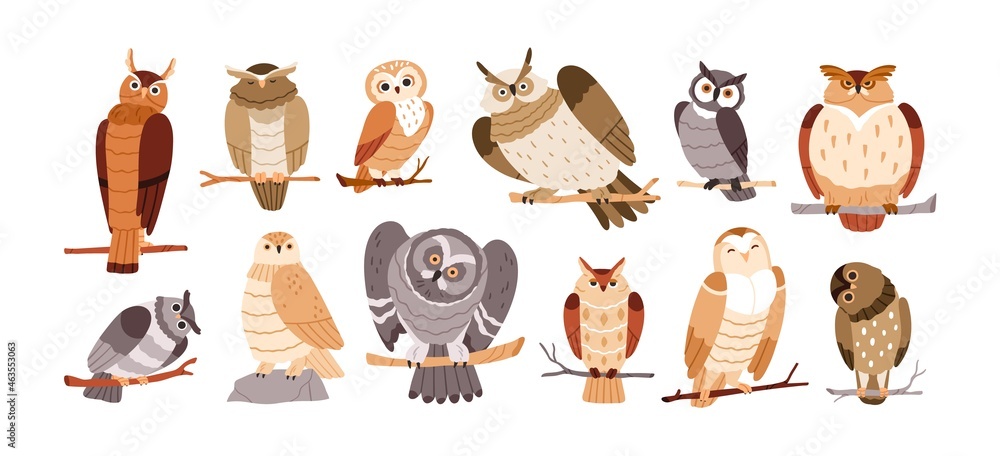 Cute owl birds set. Funny owlets, feathered animals, sitting on tree branches and watching for smth with bulging eyes. Amusing smart birdies. Flat vector illustration isolated on white background - obrazy, fototapety, plakaty 