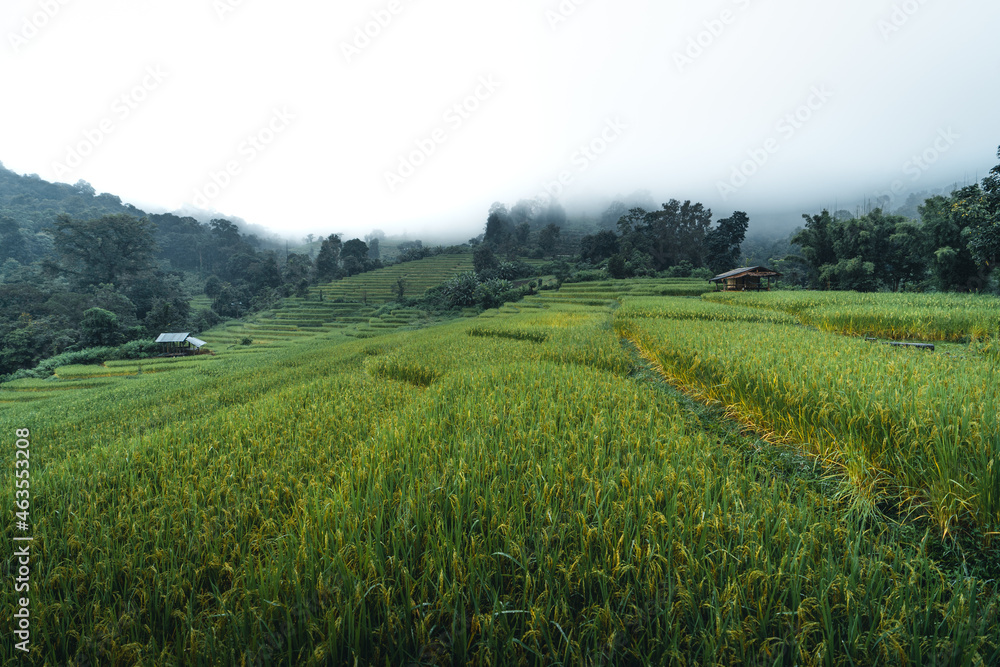 Rice and rice fields on a rainy day