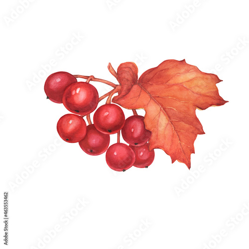 Close-up of a viburnum with leaves and red berries (Viburnum opulus, guelder rose, highbush cranberry, cramp bark, snowball) Watercolor hand drawn painting illustration isolated on white background. photo