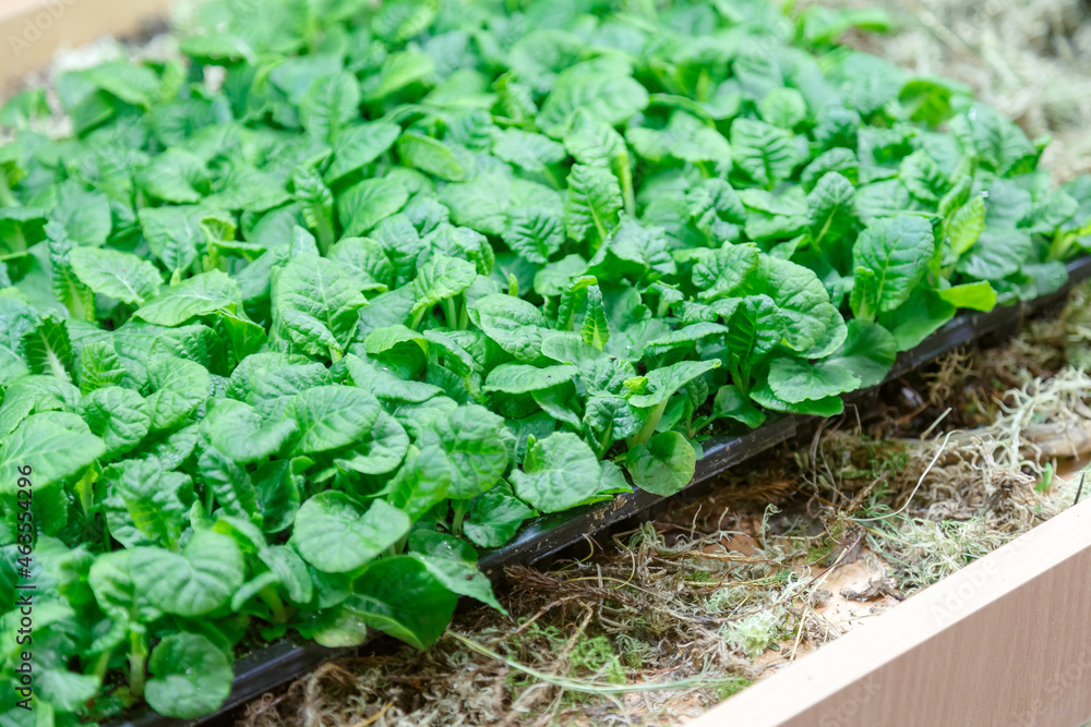 Growing greens and microgreens at home on a windowsill or in a greenhouse, plants on the balcony Growing greens and microgreens at home on a windowsill or in a greenhouse, plants on the balcony