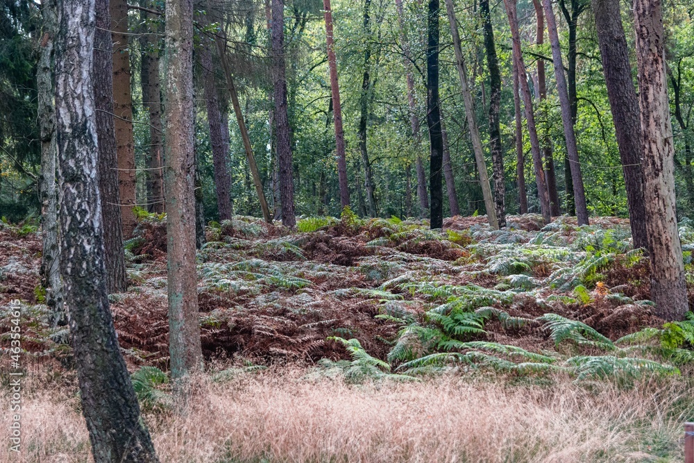 path in forest path in forest
