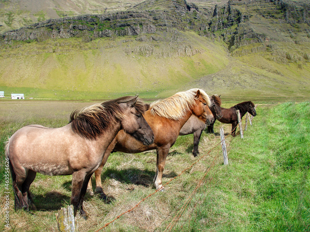 Fototapeta premium Icelandic horses on pasture in the mountains