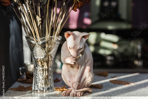 Obraz na płótnie White Don sphynx cat sitting near dried roses flowers in vintage glass vase on t