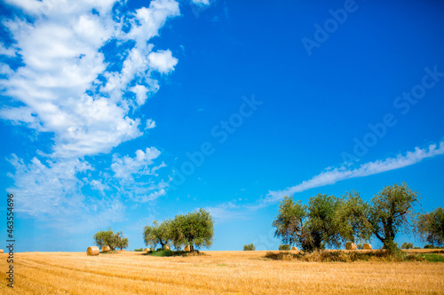 Olive trees on a beautiful landscape in the fields of Italy. Countryside gardening cultivation of olive fruits. The road to the olive trees against the blue sky. Place for text, copy space. © Vera