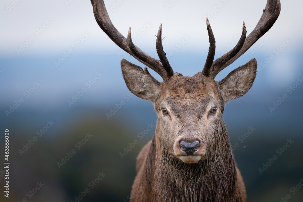 A portrait of the Stag