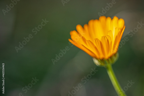 Orange medicinal herb Calendula flowers or Pot Marigold. Beautiful wallpaper or greeting card