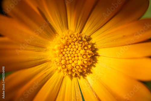 Orange medicinal herb Calendula flowers or Pot Marigold. Beautiful wallpaper or greeting card