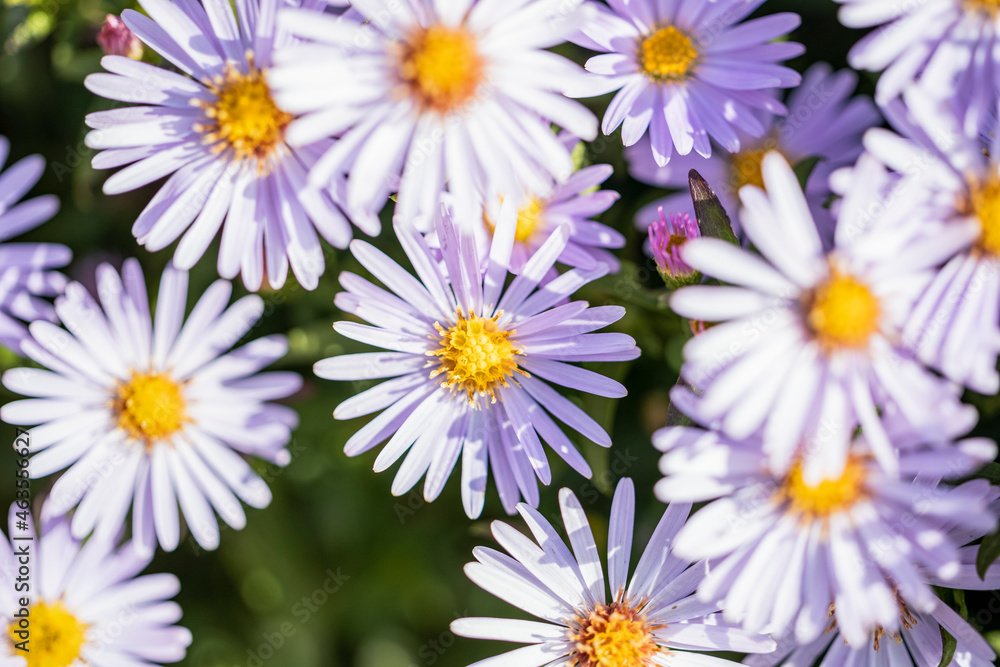 Beautiful violet nature background with autumn blue alpine daisy flowers, shallow depths of the field Beautiful violet nature background with autumn blue alpine daisy flowers, shallow depths of the field