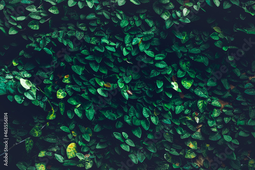Green Leaves natural texture plant background, Beautiful tiny green leaf wall and copy space background