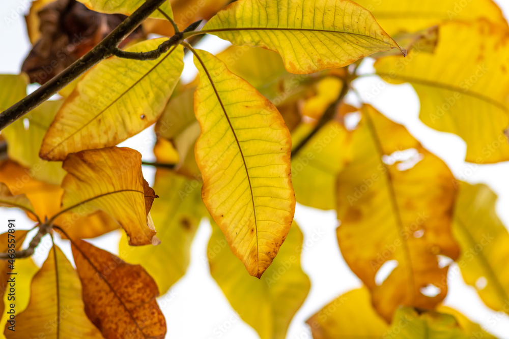Colorful leaves in autumn and fall shine bright in the backlight and show their leaf veins in the sunlight with orange, red and yellow colors as beautiful side of nature in the indian summer season Colorful leaves in autumn and fall shine bright in the backlight and show their leaf veins in the sunlight with orange, red and yellow colors as beautiful side of nature in the indian summer season
