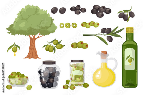 Set Olive Products, Branches, Tree and Oil in Jug and Bottle. Green or Black Olives and Oil, Ripe Fruits, Natural Food