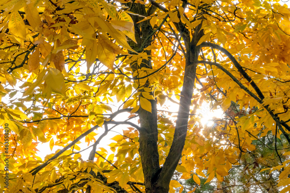 Colorful leaves in autumn and fall shine bright in the backlight and show their leaf veins in the sunlight with orange, red and yellow colors as beautiful side of nature in the cold season Colorful leaves in autumn and fall shine bright in the backlight and show their leaf veins in the sunlight with orange, red and yellow colors as beautiful side of nature in the cold season