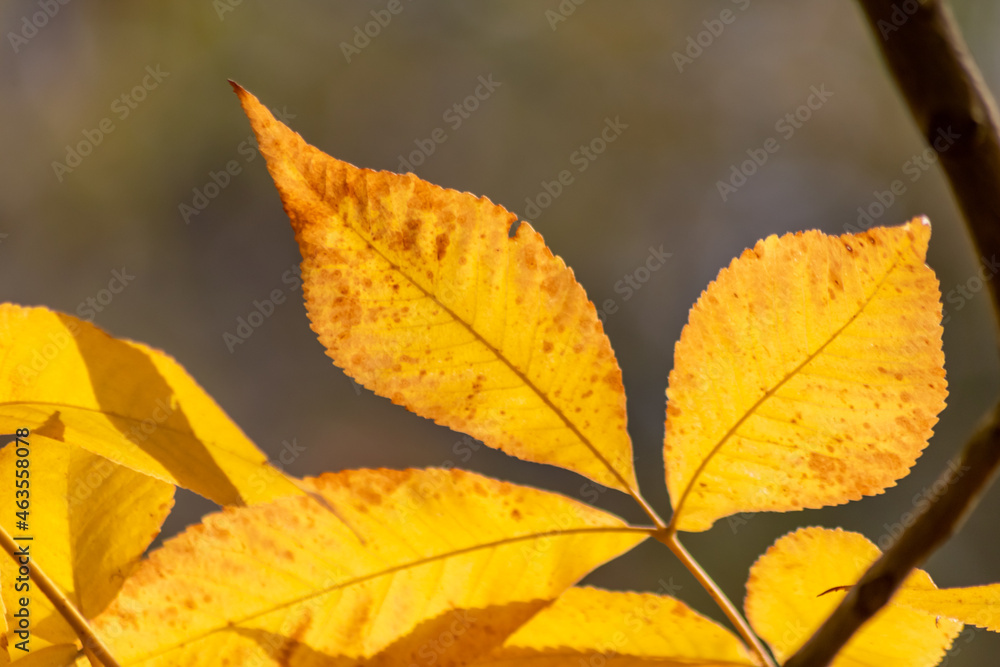 Colorful leaves in autumn and fall shine bright in the backlight and show their leaf veins in the sunlight with orange, red and yellow colors as beautiful side of nature in the cold season