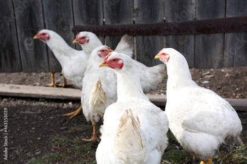 White chickens - broilers on a free-range farm. Country bird.