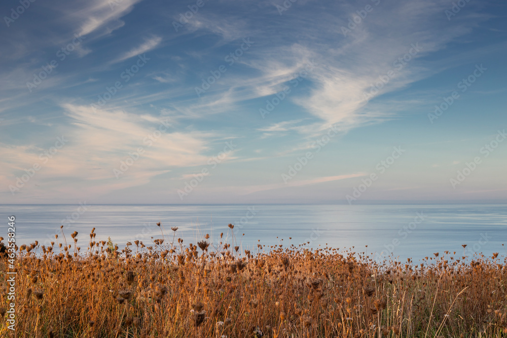 landscape of some dried flowers with the sea in the background and clouds in the sky. copy space. horizontal image. background for yoga and relaxation classes. invitation for weddings and events. landscape of some dried flowers with the sea in the background and clouds in the sky. copy space. horizontal image. background for yoga and relaxation classes. invitation for weddings and events.