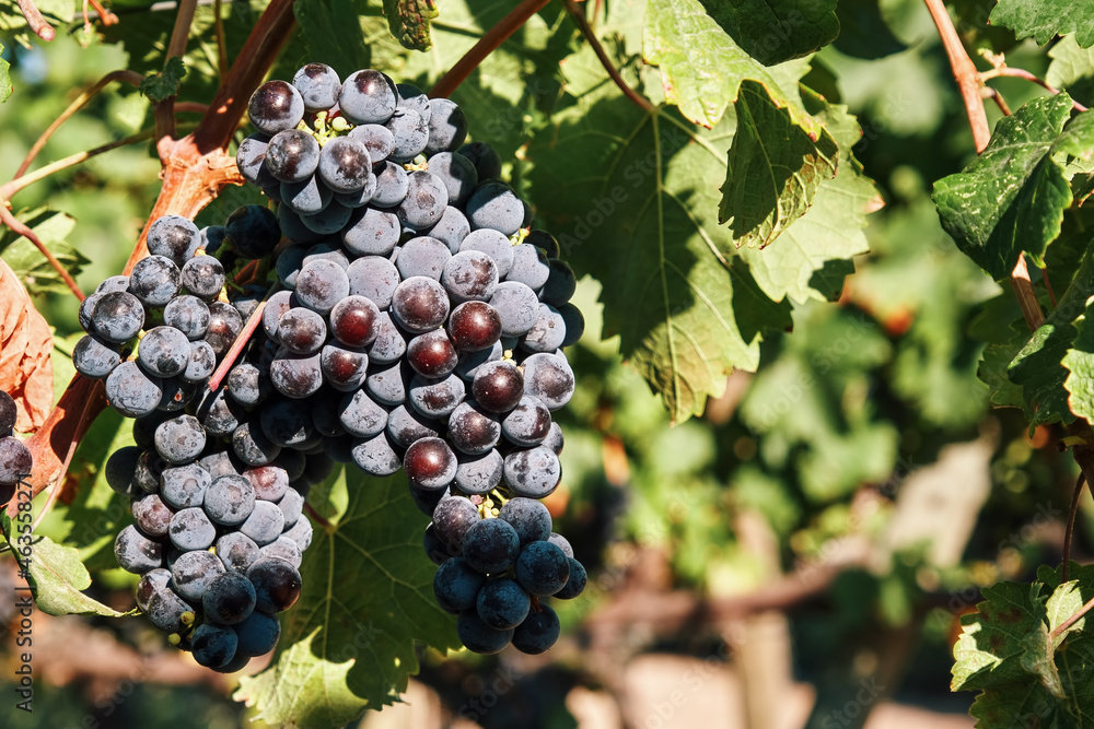 Fototapeta premium Fresh ripe grapes hanging on vineyard in Urla, Turkey.