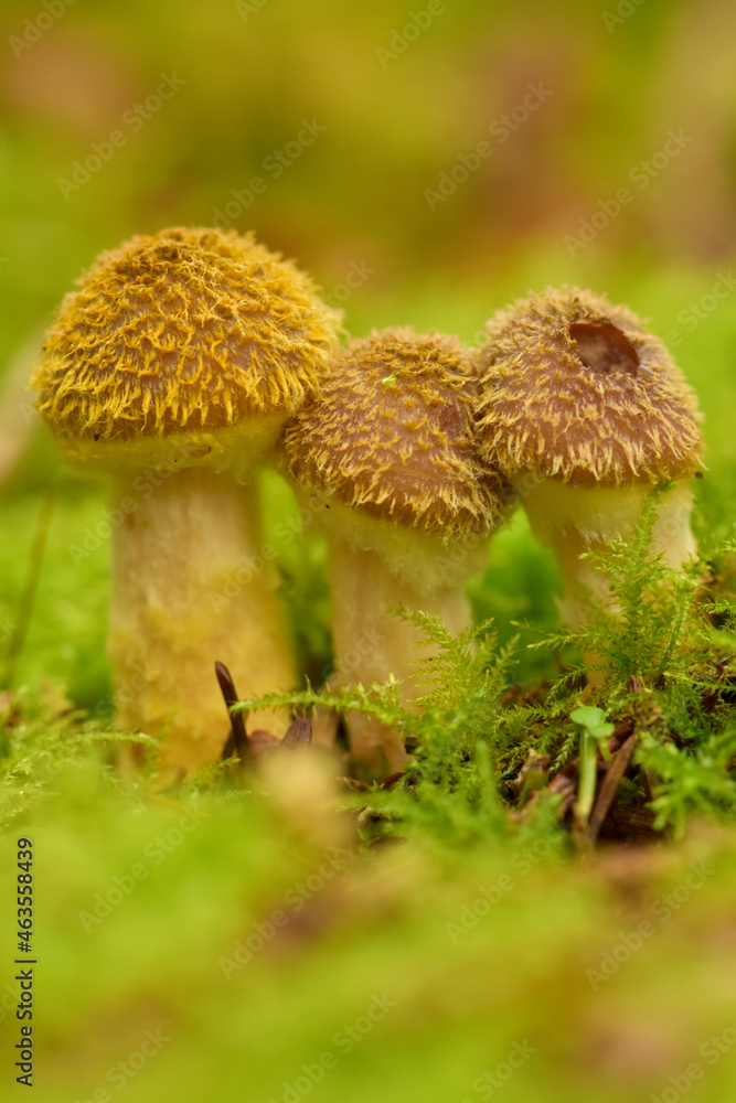 Honey fungus in Uk woodland Honey fungus in Uk woodland