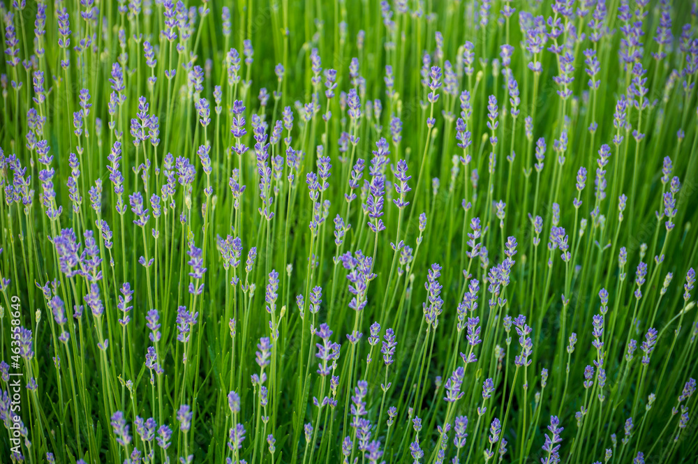 Obraz premium Seasonsl violet blossom of aromatic plant lavender in summer garden, nature floral background