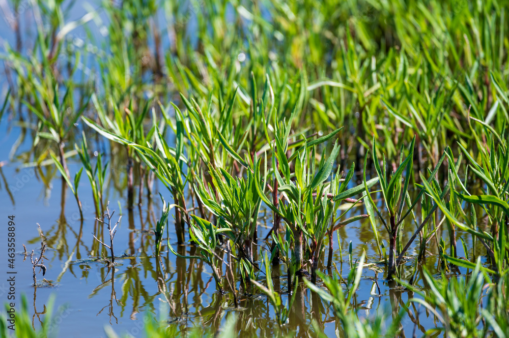 Obraz premium Botanical collection, edible sea aster plant, Tripolium pannonicum, growing on salt marshes