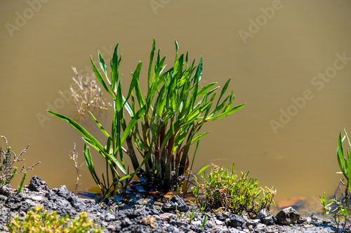 Botanical collection, edible sea aster plant, Tripolium pannonicum, growing on salt marshes photo