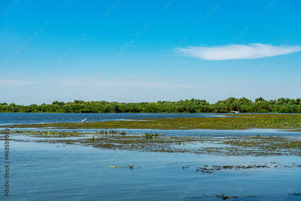 Landscape with waterline,  birds,  reeds and vegetation in Danube Delta,  Romania