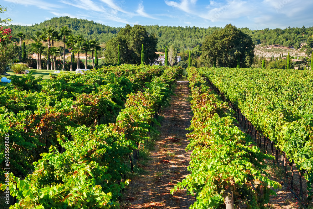 Obraz premium Vineyard in Urla, Izmir, Turkey