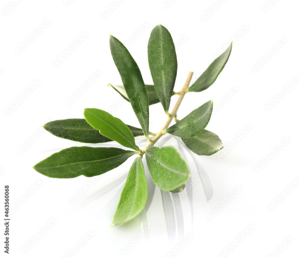 Olive green branch isolated on white background. Ssymbol of peace Olive green branch isolated on white background. Ssymbol of peace