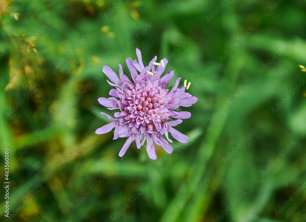 Knautia arvensis Knautia arvensis