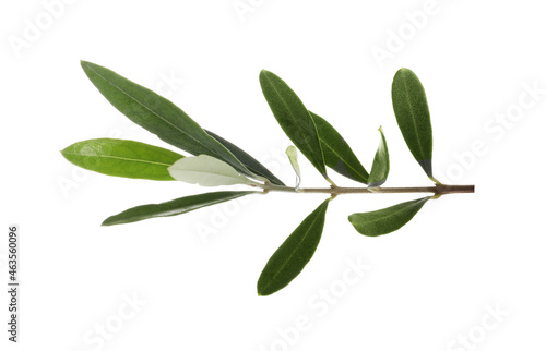 Olive green branch isolated on white background. Ssymbol of peace © LumenSt