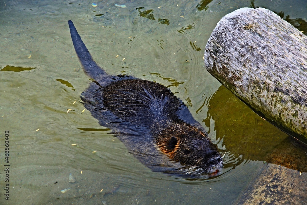 Obraz premium View of a beaver floating in the water