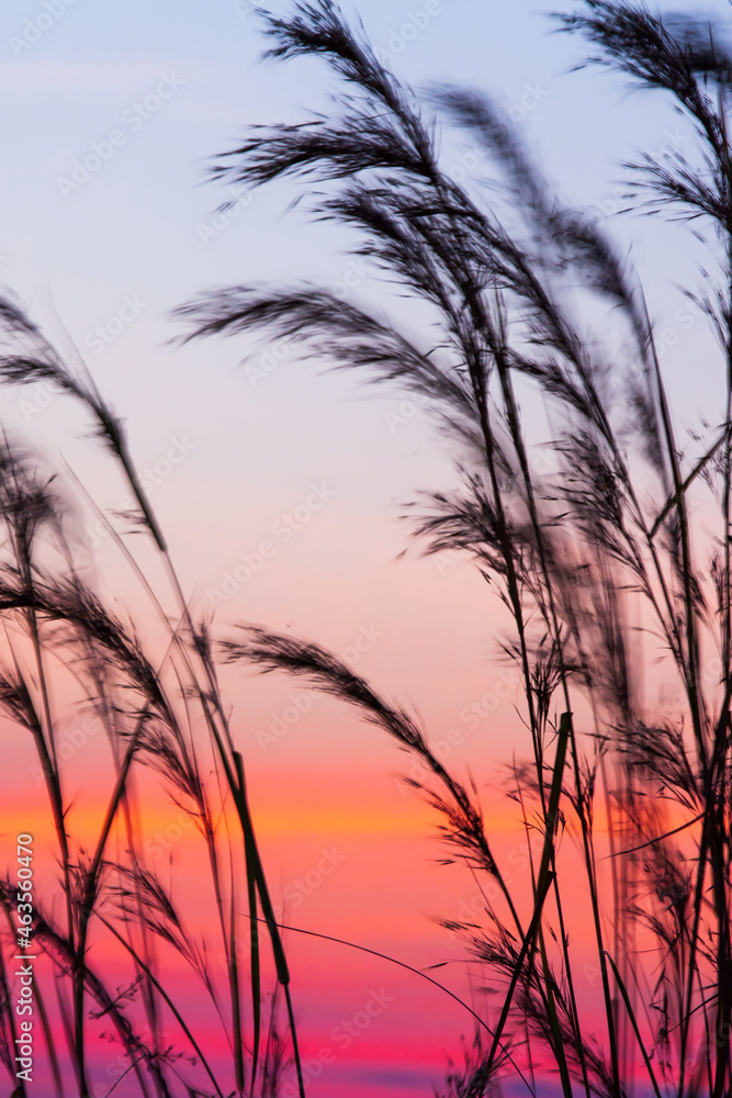 Blooming cane flowers blowing in the wind against sunset sky. Blooming cane flowers blowing in the wind against sunset sky.