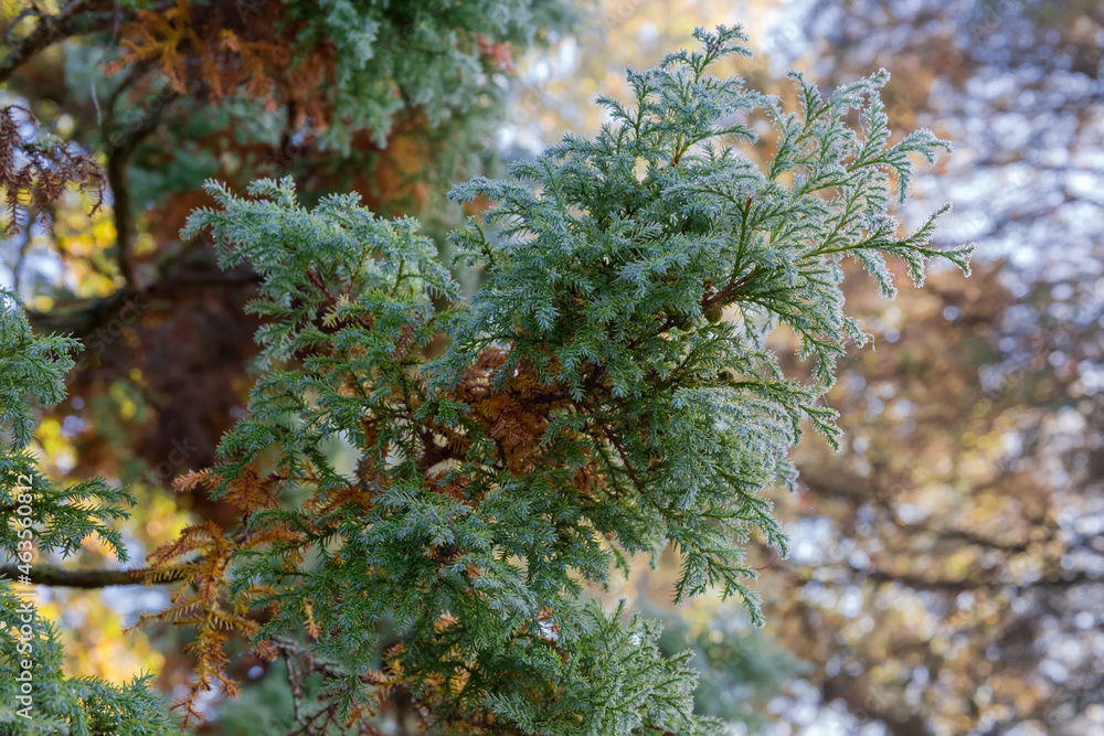Juniper branch covered with dew in autumn park, close-up Juniper branch covered with dew in autumn park, close-up