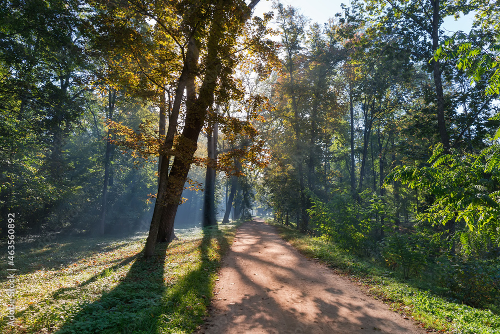 Obraz premium Footpath in old park in autumn foggy morning, backlit