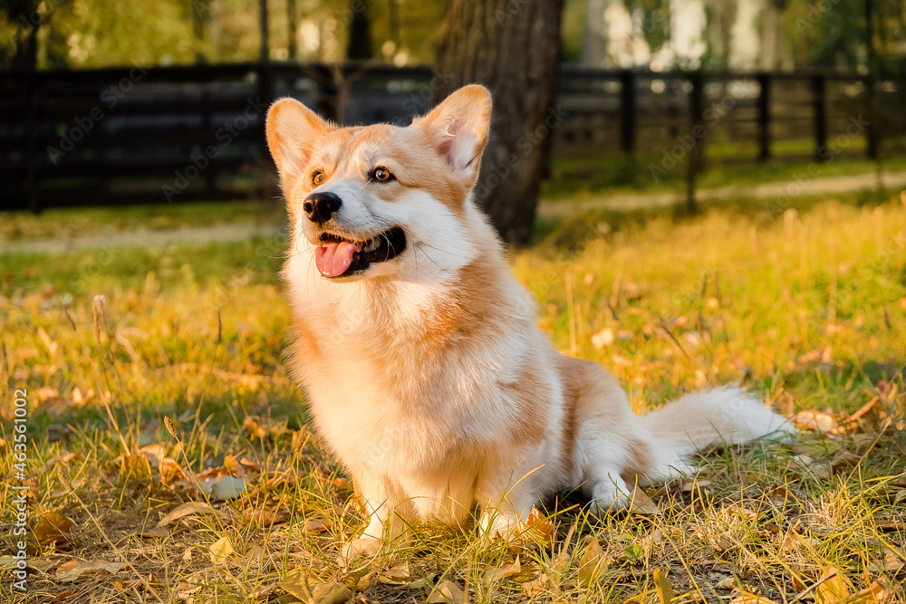 Welsh Corgi Pembroke puppy, happy smiling dog. Portrait of Welsh Corgi Pembroke smile and happy Cute dog sitting on the grass in the park. 