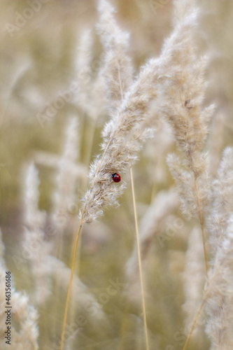 Autumn ladybug spikelets nature