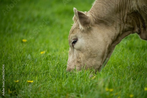 Canvas-taulu Speckled park, Murray grey, Angus cows and calf grazing on lush pasture