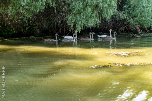 Landscape with family of swans over water waves,  photographed in Danube Delta,  Romania, summer day