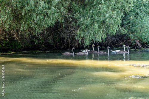 Landscape with family of swans over water waves,  photographed in Danube Delta,  Romania, summer day